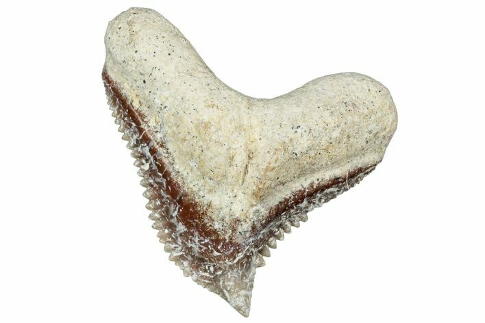 Tiger Shark (Galeocerdo Eaglesomi) Tooth - Dakhla, Morocco #321945
